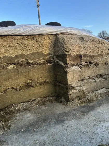 Silage, Silo, Maissilage