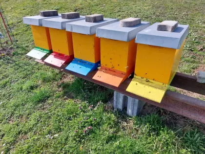 Bienenvölker EHM-JUMBO