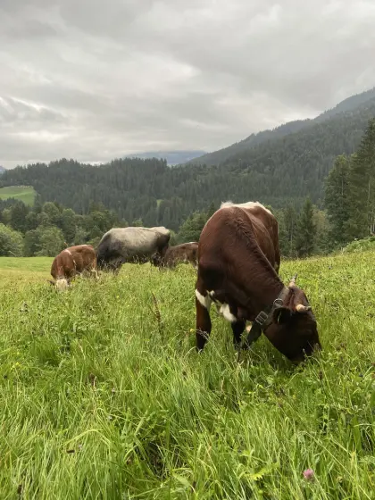 Mutterkühe und Kalbinnen mit Horn zu verkaufen