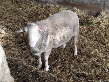 Merino Biozuchtwidder