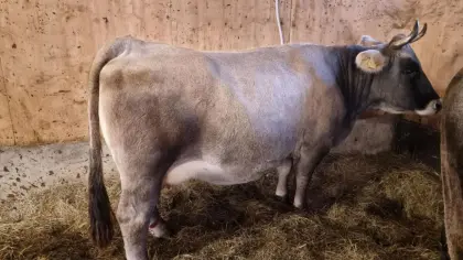 Tiroler Grauviehkuh