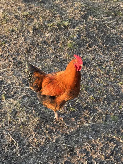 Orpington Mischlingshähne