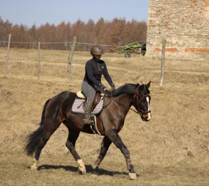 Freizeit-Ausreitpferd sucht Herzensmensch
