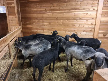 Tiroler Steinschaf Herbstkilbern