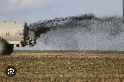 Rindergülle oder Schweinegülle