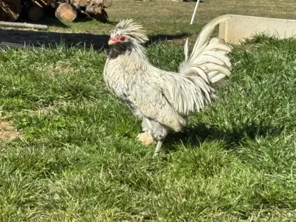 Verkaufe Hauben Hahn