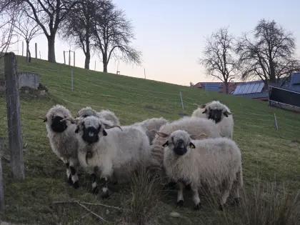 Walliser Schwarznasen Schwarznasenschafe