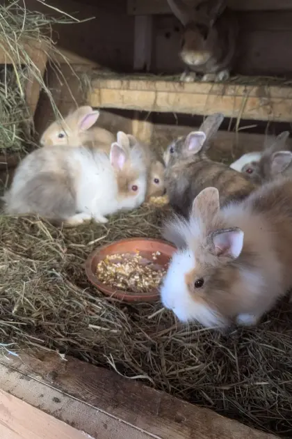 Zwergkaninchen in allen Farben laufend zu verkaufen