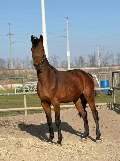 4-jährige Oldenburger Springpferd Stute