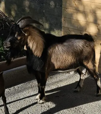 Zwergziegenbock (kastriert)