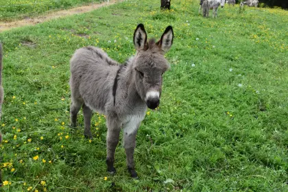 Miniaturesel Stutfohlen