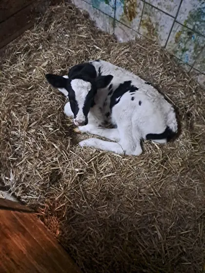 Holstein Stierkälber