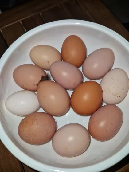 Bunte Bruteier von glücklichen Hühnern