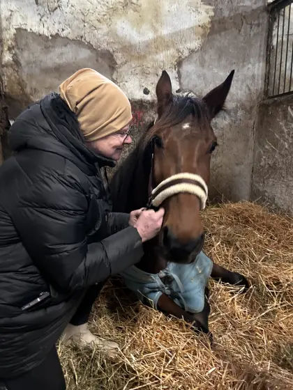 Liebevoller 4-jähriger Traber-Wallach sucht neues Zuhause