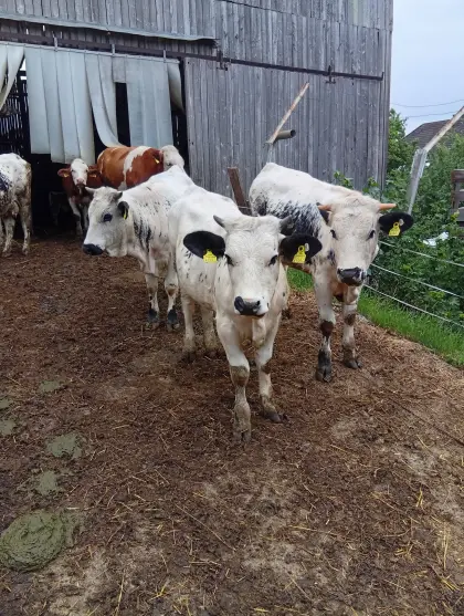 Pustertaler Sprinzen Bio