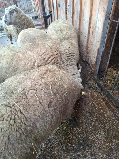 Schaf und Lämmer suchen