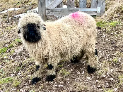 HB Walliser Schwarznasen Jungwidder (6 Monate)