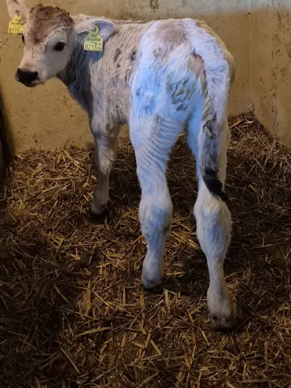 Tiroler Grauvieh Kuhkalb Bio
