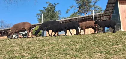 3 Jura-Lämmer weiblich