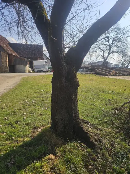 Baumstamm Weichsel Sauerkirsche