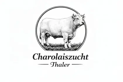Charolais Zuchtkalbinen zu verkaufen