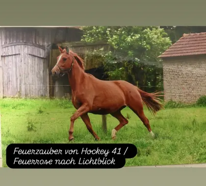 Zuchtstute mit seltenem Blut