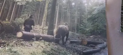 Holzschlägerungen im Raum Salzburg-Oberösterreich