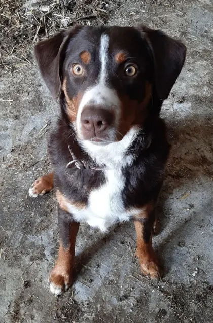 Appenzeller Sennenhund Deckrüde Maui