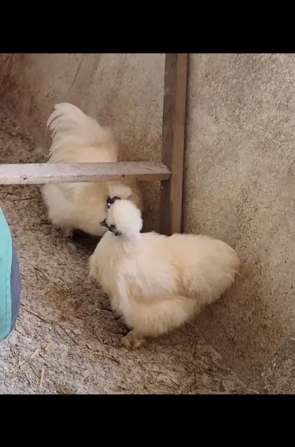 Seidenhuhn-Pärchen abzugeben.