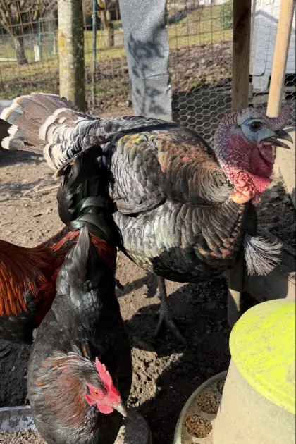 Euganeische Zwergputer 1.0 2025