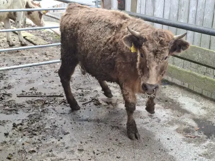 Blonde d'Aquitaine Kreuzungskalbin