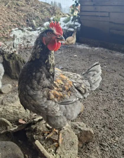 Junger Hahn/Junghähne