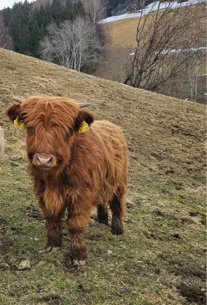 Jungstiere Odin und Neo