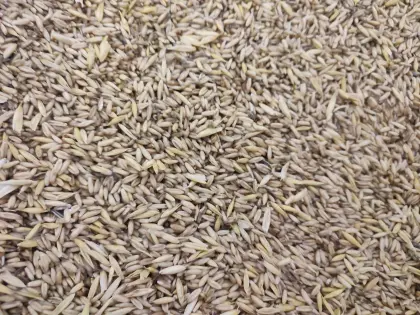 Ebners Nackthafer vorgereinigt