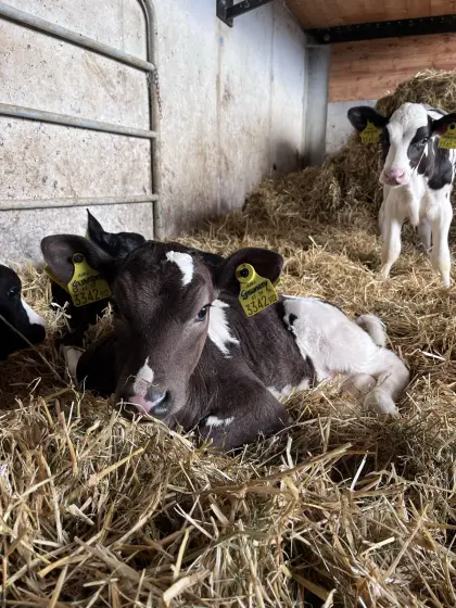Verkaufe Holstein Stierkälber