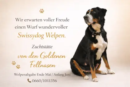 Swissydog Welpen