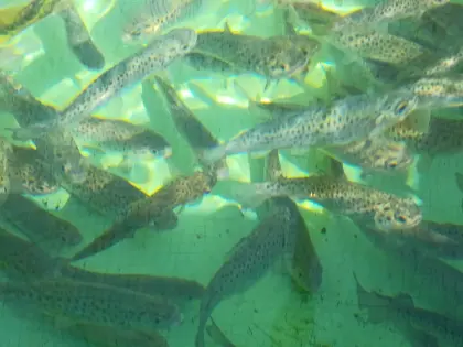 Bachsaibling- und Seeforellen-Setzlinge aus eigener Zucht