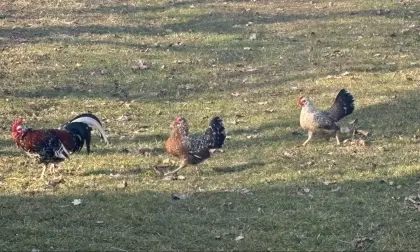 Bruteier Steinpiperl