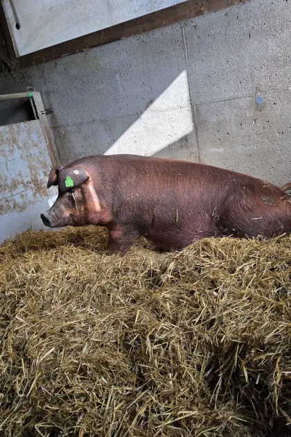 Trächtige Durocsauen