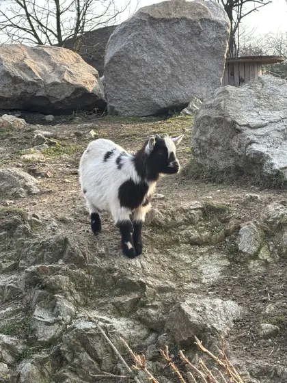 Mini Zwergziegenbock
