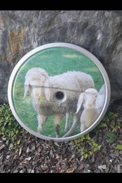 Schafbauern aufgepasst, Schaf-Abdeckung