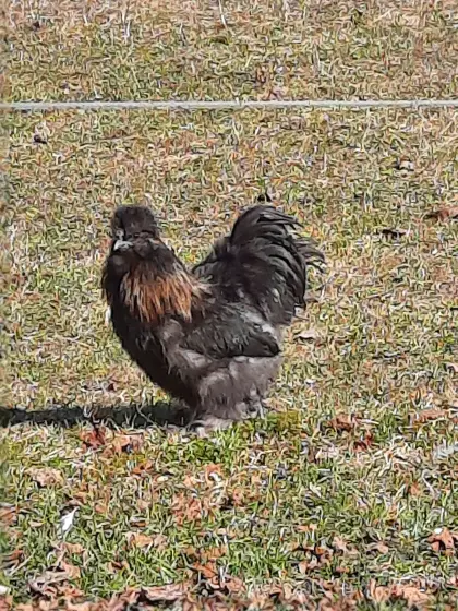 Seidenhähne zu verschenken