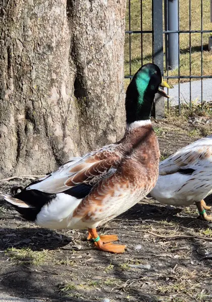 Streicherenten Erpel