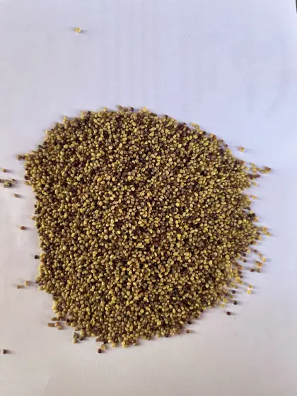 Bio Steirerklee, Rotklee