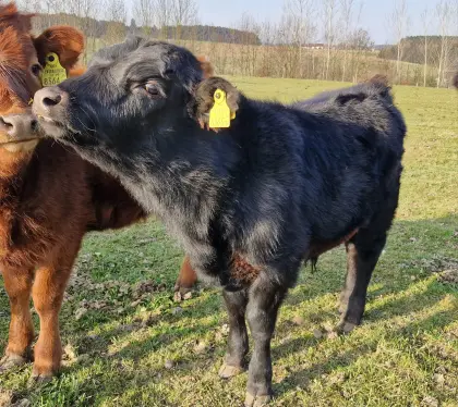 Bio Dexter, Stier-Kalb, hornlos