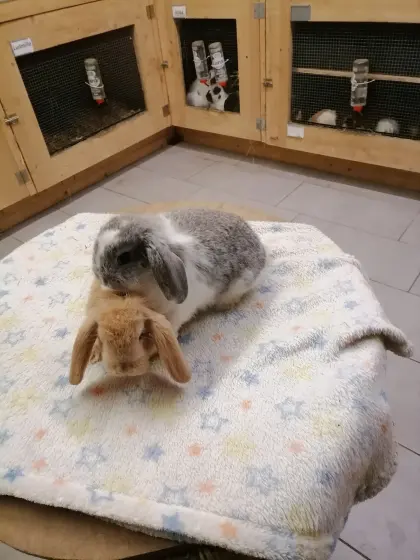 Zwergkaninchen Zwergwidder