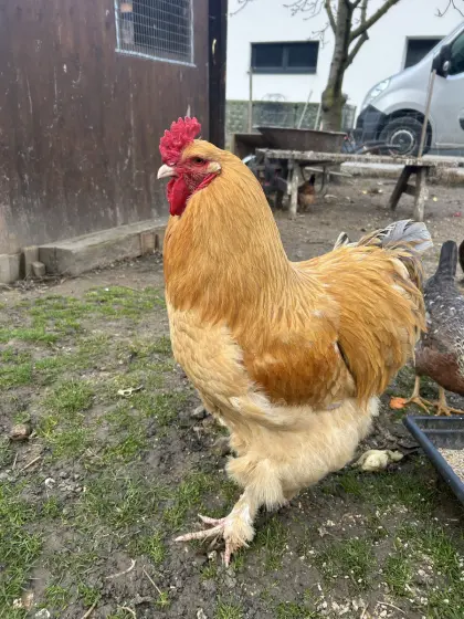 Reinrassiger Brahma Hahn