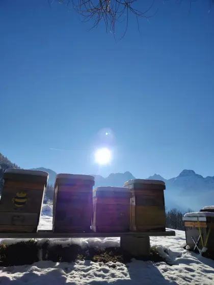 Bienenbeuten mit komplettem Zubehör Dadant US