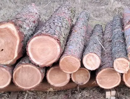 Suche Rundholz Lärche