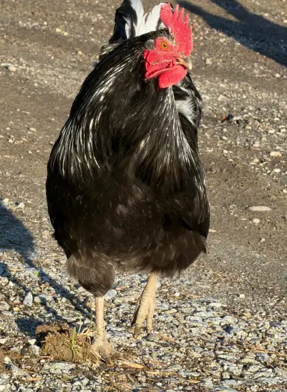 Wer das Besondere sucht: Zauberhafte Hähne in Sonderfarben